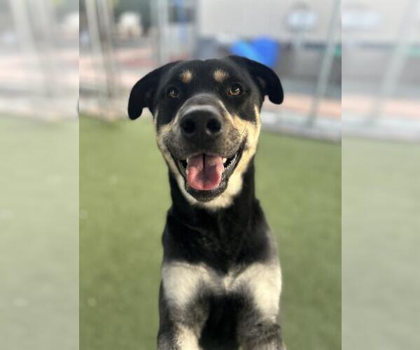 Medium Photo #1 Shepweiller Puppy For Sale in Chula Vista, CA, USA