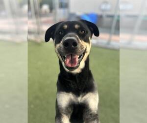 Shepweiller Dogs for adoption in Chula Vista, CA, USA