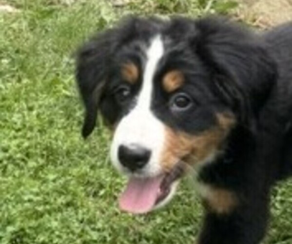 Medium Photo #12 Bernese Mountain Dog Puppy For Sale in SPRINGFIELD, OH, USA