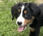 Puppy Gracie Bernese Mountain Dog