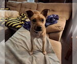 Small Mutt