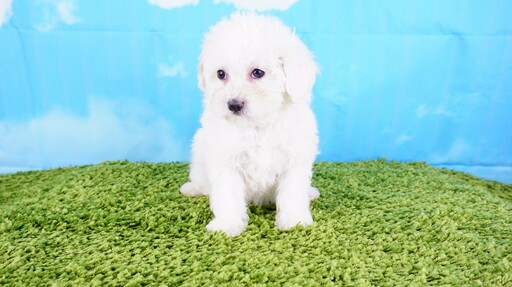Medium Photo #2 Maltipoo Puppy For Sale in LA MIRADA, CA, USA