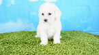 Small Photo #2 Maltipoo Puppy For Sale in LA MIRADA, CA, USA