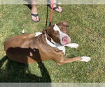 Small #5 Bull-Boxer