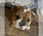 Small Photo #11 Bulldog Puppy For Sale in STEUBENVILLE, OH, USA