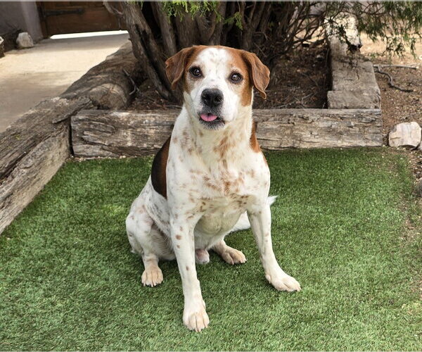 Medium Photo #5 Beagle-Unknown Mix Puppy For Sale in Albuquerque, NM, USA