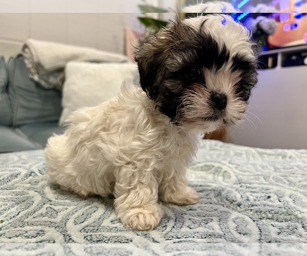 Medium Photo #6 Zuchon Puppy For Sale in RENO, NV, USA