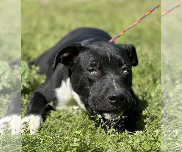 Medium Photo #7 American Pit Bull Terrier-Unknown Mix Puppy For Sale in Wetumpka, AL, USA