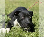 Small #6 American Pit Bull Terrier Mix