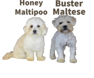Father of the Maltipoo puppies born on 02/22/2023
