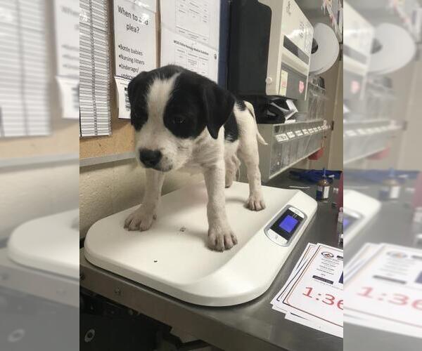 Medium Photo #1 GIANT SCHNAUZER -Pointer Mix Puppy For Sale in Conroe, TX, USA