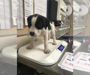 GIANT SCHNAUZER -Pointer Mix Dogs for adoption in Conroe, TX, USA