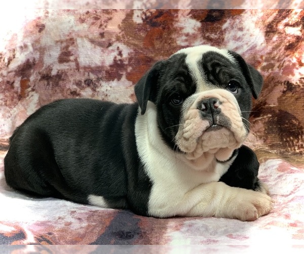 Medium Photo #1 Bulldog Puppy For Sale in MILTON, FL, USA