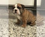 Small Photo #6 Bulldog Puppy For Sale in BOWLING GREEN, KY, USA