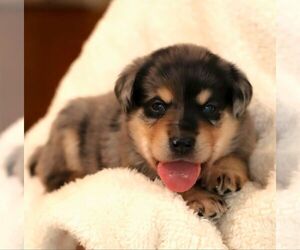 Sheprador Puppy for sale in ATMORE, AL, USA