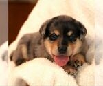 Small Sheprador