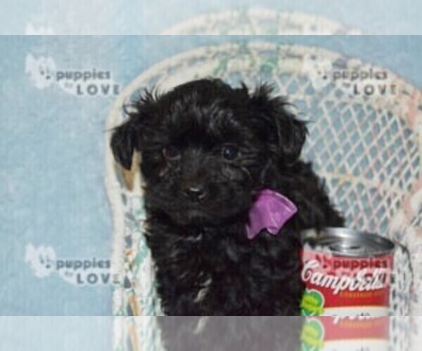 Medium Photo #6 Poodle (Toy)-Yorkshire Terrier Mix Puppy For Sale in SANGER, TX, USA