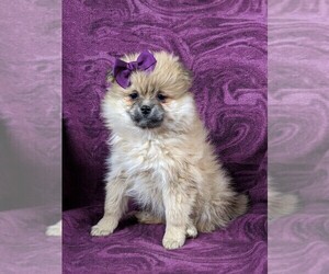 Pomeranian Puppy for sale in CHRISTIANA, PA, USA