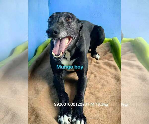 Medium Photo #4 Greyhound Puppy For Sale in Cherry Hill, NJ, USA