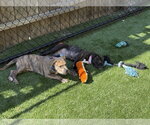 Small #4 American Pit Bull Terrier