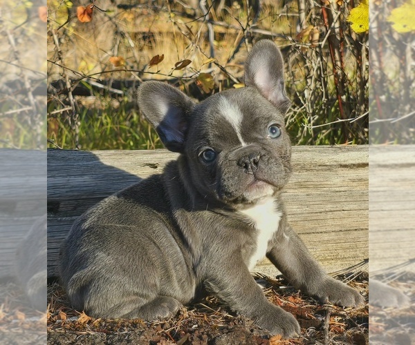 Medium Photo #1 French Bulldog Puppy For Sale in CUSICK, WA, USA