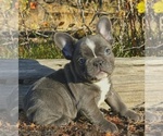 Small French Bulldog
