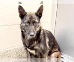 Small #1 Holland Shepherd