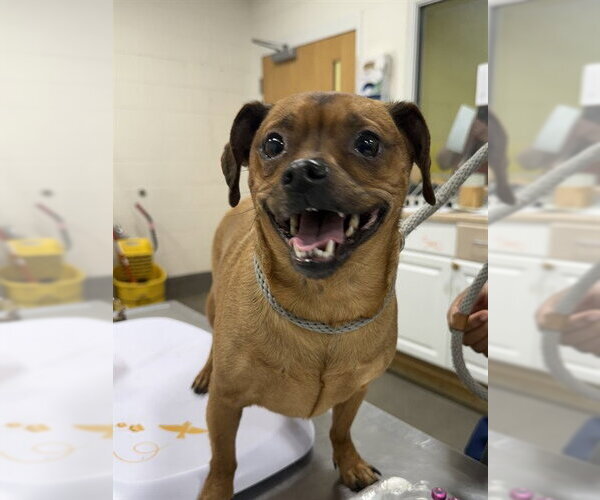 Medium Photo #1 Chihuahua-Unknown Mix Puppy For Sale in Forestville, MD, USA