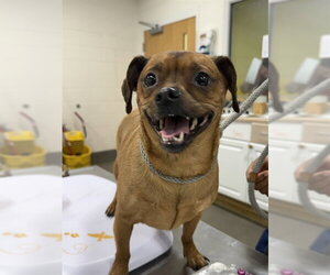 Chihuahua-Unknown Mix Dogs for adoption in Forestville, MD, USA