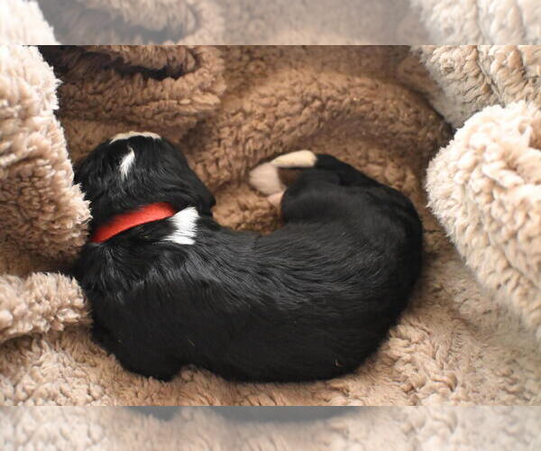 Medium Photo #16 Bernedoodle Puppy For Sale in ELMWOOD, IL, USA