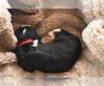 Small Photo #16 Bernedoodle Puppy For Sale in ELMWOOD, IL, USA
