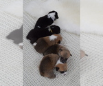 Small Photo #62 Pembroke Welsh Corgi Puppy For Sale in SOULSBYVILLE, CA, USA