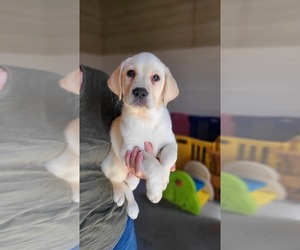 Labrador Retriever Puppy for sale in WAGENER, SC, USA