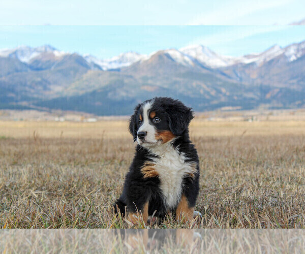 Medium Photo #1 Bernese Mountain Dog Puppy For Sale in WESTCLIFFE, CO, USA