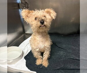 Poodle (Toy)-Unknown Mix Dogs for adoption in Alameda, CA, USA