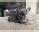 Small Photo #13 French Bulldog Puppy For Sale in HILTON, NY, USA