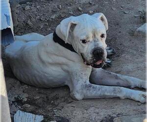 Boxer-Unknown Mix Dogs for adoption in San Antonio, TX, USA