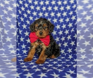 YorkiePoo Puppy for sale in QUARRYVILLE, PA, USA