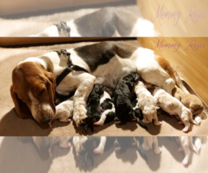Mother of the Basset Hound puppies born on 10/08/2022