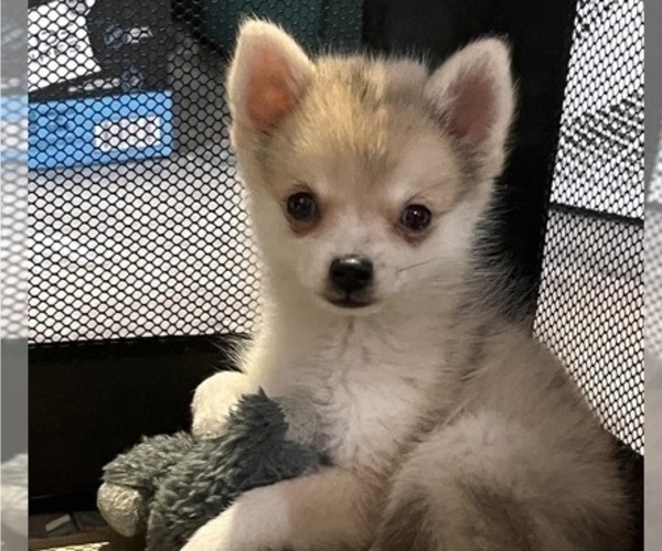 Medium Photo #2 Pomsky Puppy For Sale in GOLDEN VALLEY, AZ, USA