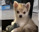 Small #1 Pomsky