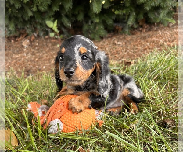 Medium Photo #5 Dachshund Puppy For Sale in MIDDLEBURY, IN, USA