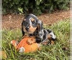 Small #4 Dachshund