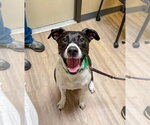 Small Photo #5 Lab-Pointer Puppy For Sale in San Diego, CA, USA