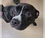 Small American Pit Bull Terrier