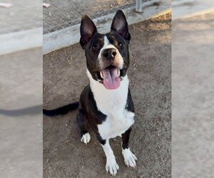 Staffordshire Bull Terrier Dogs for adoption in Bakersfield, CA, USA