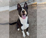 Small Staffordshire Bull Terrier