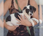 Small #1 Mutt