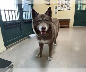 Alaskan Malamute-Unknown Mix Dogs for adoption in Pasadena, CA, USA