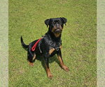 Small #4 Rottweiler